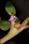 Desert horsepurslane